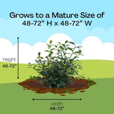 Image showing 6 th 2.25 gal. Potted O'Neal Blueberry Shrub