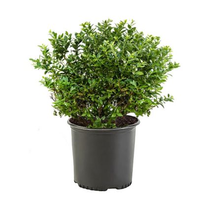 2.25 gal. Potted New Hanover Blueberry Shrub