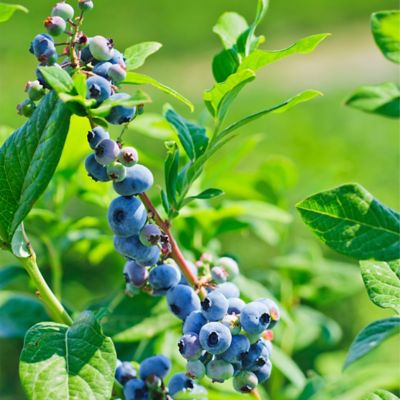 Image showing 1 th 1 gal. Potted Duke Blueberry Shrub