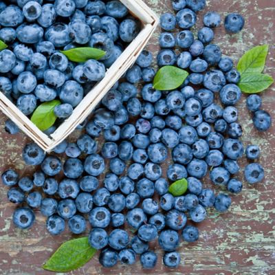 Image showing 2 th 1 gal. Potted Duke Blueberry Shrub