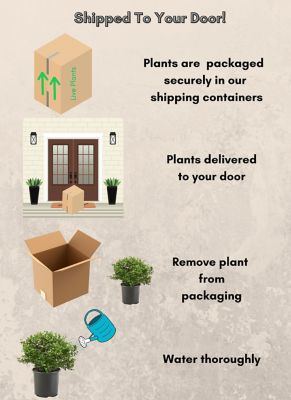 Image showing 4 th 1 gal. Potted Duke Blueberry Shrub