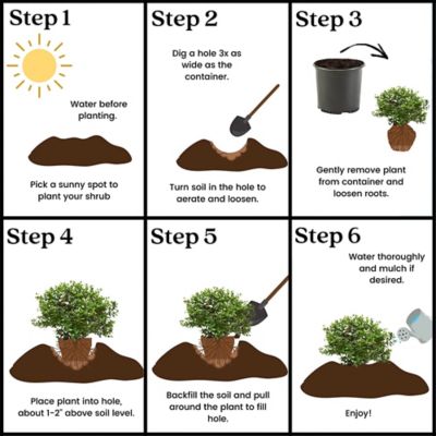 Image showing 5 th 1 gal. Potted Duke Blueberry Shrub