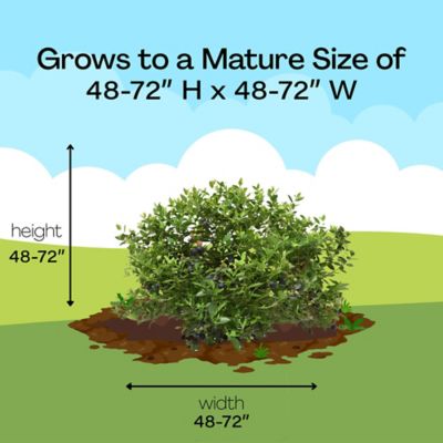 Image showing 6 th 1 gal. Potted Duke Blueberry Shrub