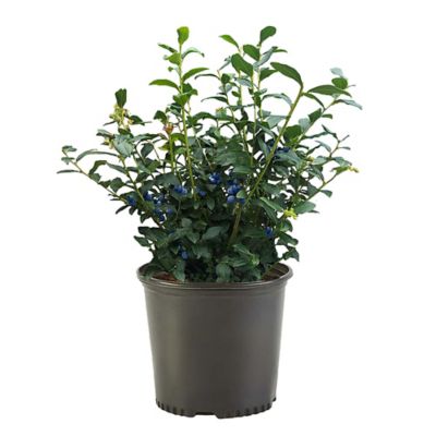 2.25 gal. Blueberry Biloxi Shrub