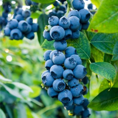 Image showing 2.25 gal. Potted Biloxi Blueberry Shrub