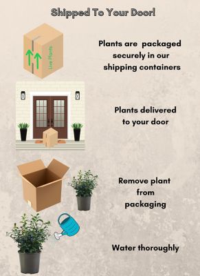 Image showing 2.25 gal. Potted Biloxi Blueberry Shrub