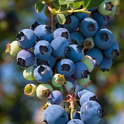 Image showing 1 gal. Blueberry Sharpblue Shrub