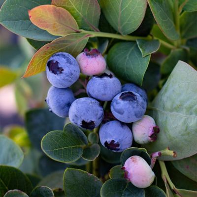 Image showing 1 gal. Blueberry Sharpblue Shrub