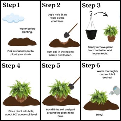 Image showing 10 in. Boston Fern Hanging Basket