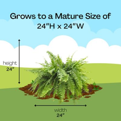 Image showing 5 th 10 in. Boston Fern Hanging Basket