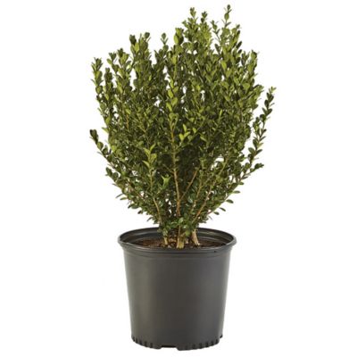 1 gal. Boxwood Wintergreen Shrub