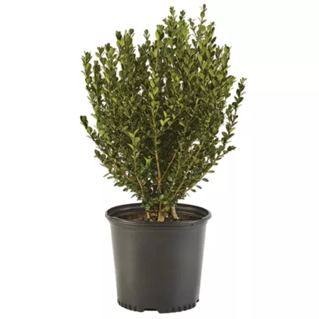 1 gallon Boxwood wintergreen shrub in pot Bushes