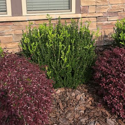 Image showing 1 gal. Potted Boxwood Wintergreen Shrub