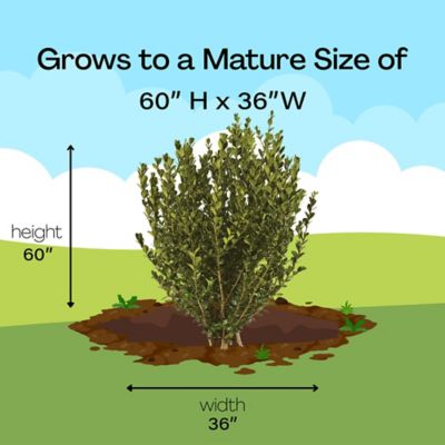 Image showing 6 th 1 gal. Potted Boxwood Wintergreen Shrub