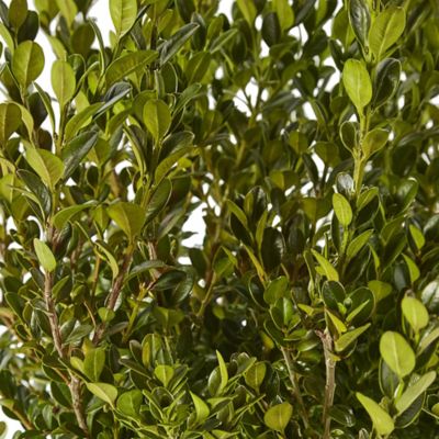 Image showing 2.25 gal. Potted Boxwood Wintergreen Shrub