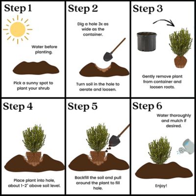 Image showing 5 th 2.25 gal. Potted Boxwood Wintergreen Shrub