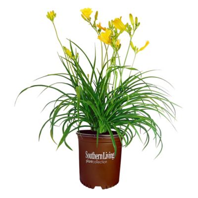 Image showing 1 gal. Potted Daylily Evergreen Stella Perennial Plant