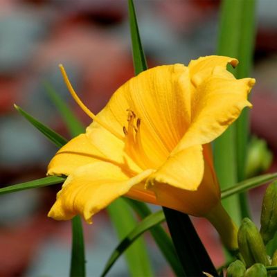 Image showing 1 gal. Potted Daylily Evergreen Stella Perennial Plant