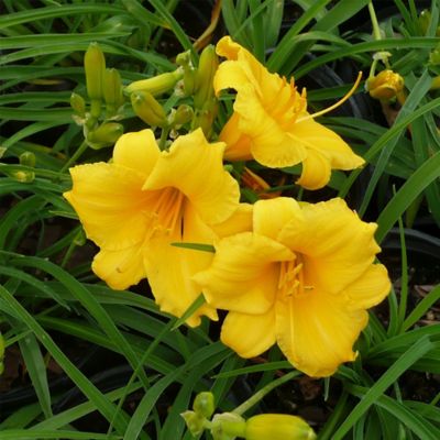 Image showing 1 gal. Potted Daylily Evergreen Stella Perennial Plant