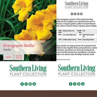 Image showing 1 gal. Potted Daylily Evergreen Stella Perennial Plant