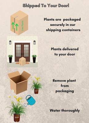 Image showing 6 th 1 gal. Potted Daylily Evergreen Stella Perennial Plant
