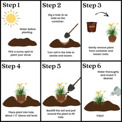 Image showing 7 th 1 gal. Potted Daylily Evergreen Stella Perennial Plant