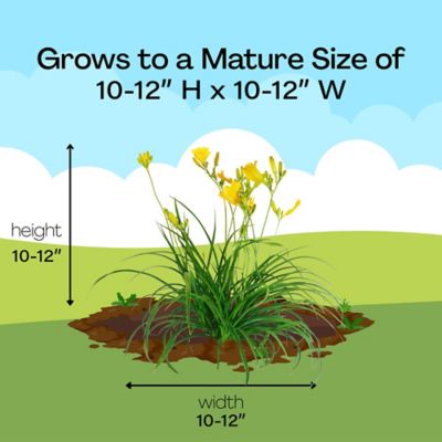 Image showing 8 th 1 gal. Potted Daylily Evergreen Stella Perennial Plant