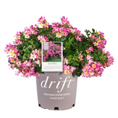 Drift 2 gal. Potted Pink Rose Plant