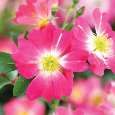 Image showing  2 gal. Potted Pink Rose Plant