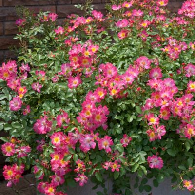 Image showing  2 gal. Potted Pink Rose Plant