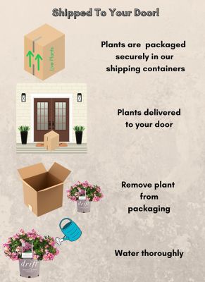 Image showing 6 th Drift 2 gal. Potted Pink Rose Plant