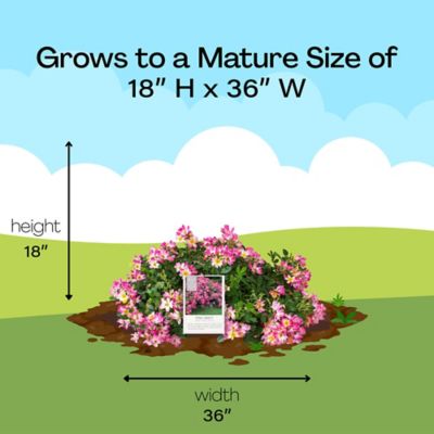 Image showing 8 th Drift 2 gal. Potted Pink Rose Plant