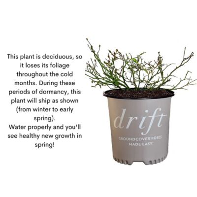 Image showing 9 th Drift 2 gal. Potted Pink Rose Plant