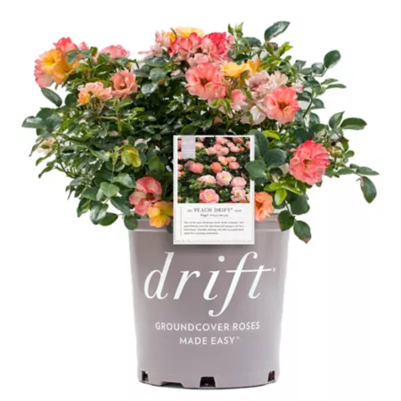 Drift 2 gal Peach rose plant in pot Bushes