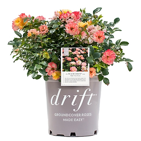 Drift 2 Gal. Peach Rose Plant