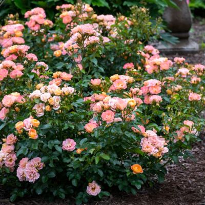 Image showing  2 gal. Potted Peach Rose Plant