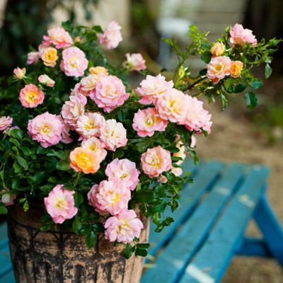 Image showing  2 gal. Potted Peach Rose Plant