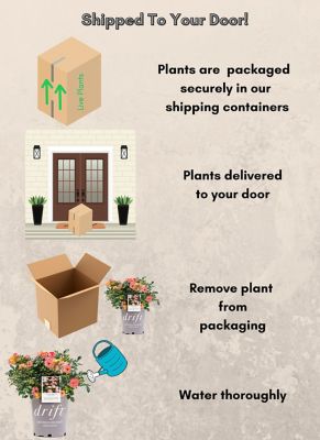 Image showing 7 th Drift 2 gal. Potted Peach Rose Plant