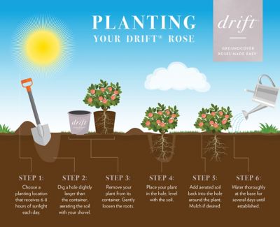 Image showing 8 th Drift 2 gal. Potted Peach Rose Plant