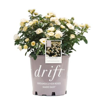 Drift 2 Gal. Popcorn Rose Plant