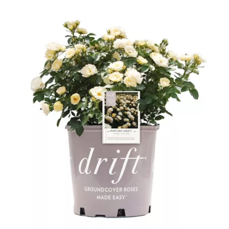 Drift 2 gal Potted Popcorn Rose Plant Bushes