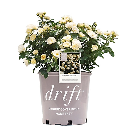Drift 2 Gal. Popcorn Rose Plant
