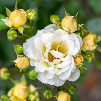Image showing  2 gal. Potted Popcorn Rose Plant