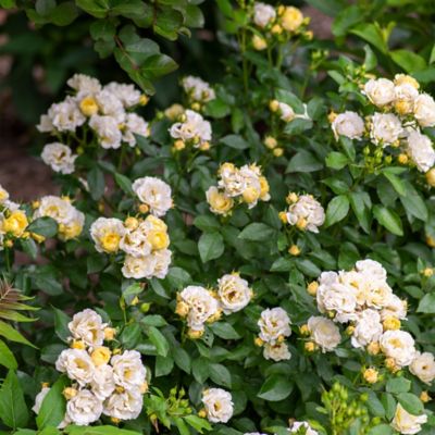 Image showing  2 gal. Potted Popcorn Rose Plant