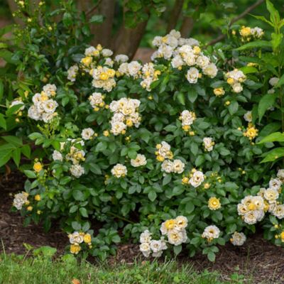 Image showing  2 gal. Potted Popcorn Rose Plant