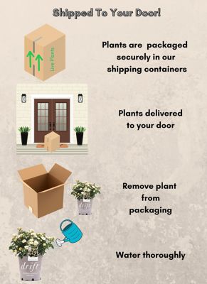Image showing 6 th Drift 2 gal. Potted Popcorn Rose Plant