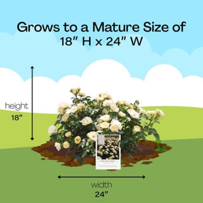 Image showing 8 th Drift 2 gal. Potted Popcorn Rose Plant