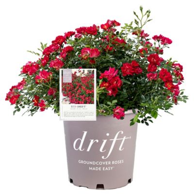 Drift 2 gal. Red Rose Plant