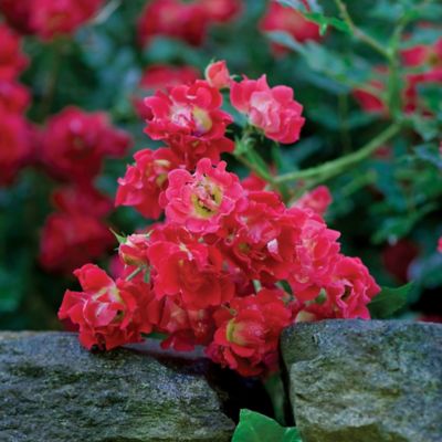 Image showing  2 gal. Potted Red Rose Plant