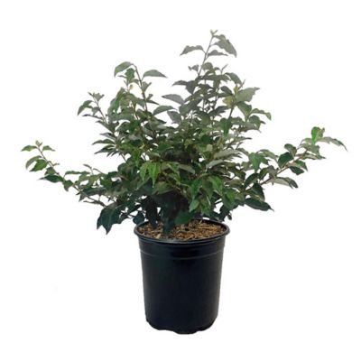 2.25 gal. Elaeagnus Shrub